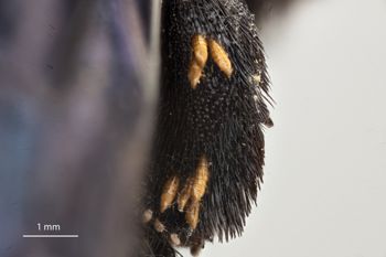Media type: image;   Entomology 810642 Aspect: Leg hind